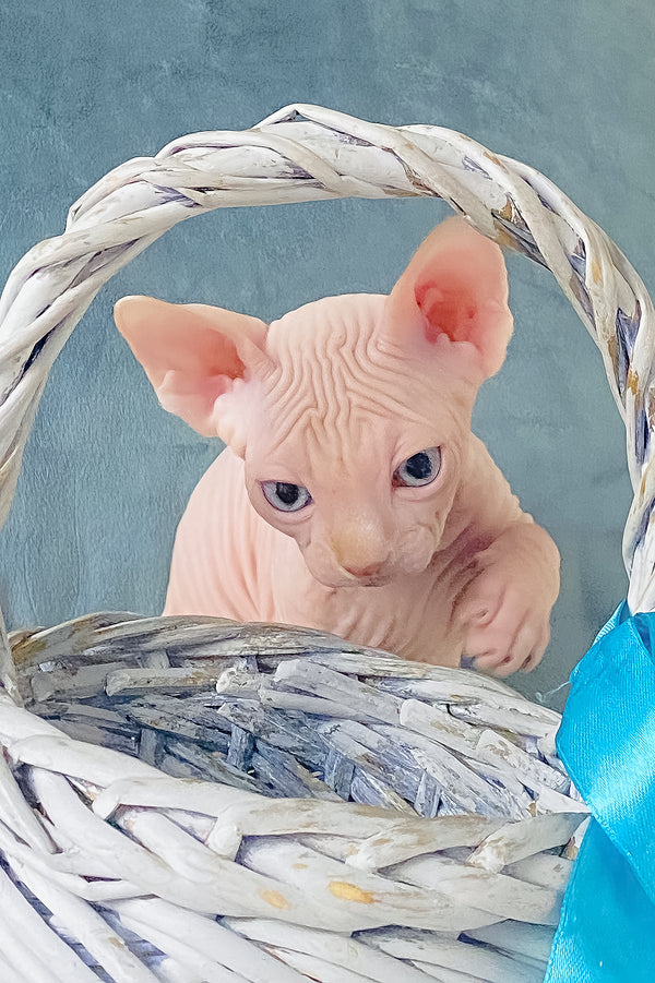 Cream | Canadian Sphynx Kitten