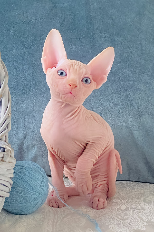 Cream | Canadian Sphynx Kitten