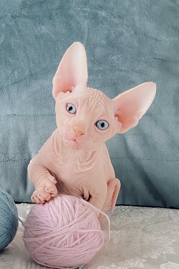 Cream | Canadian Sphynx Kitten