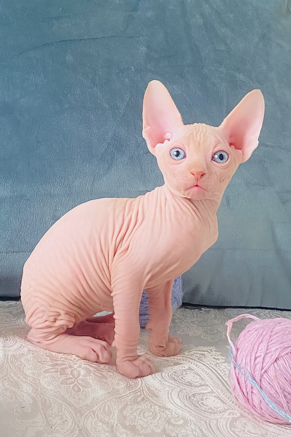 Cream | Canadian Sphynx Kitten