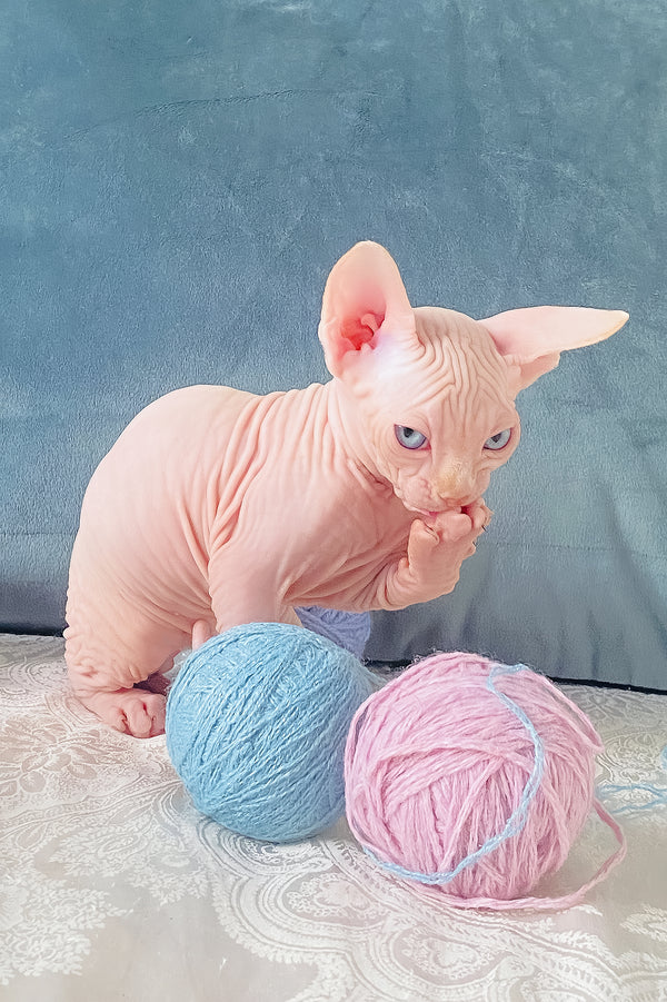 Cream | Canadian Sphynx Kitten