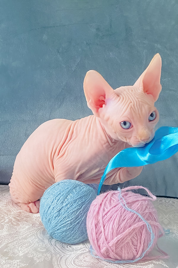 Cream | Canadian Sphynx Kitten