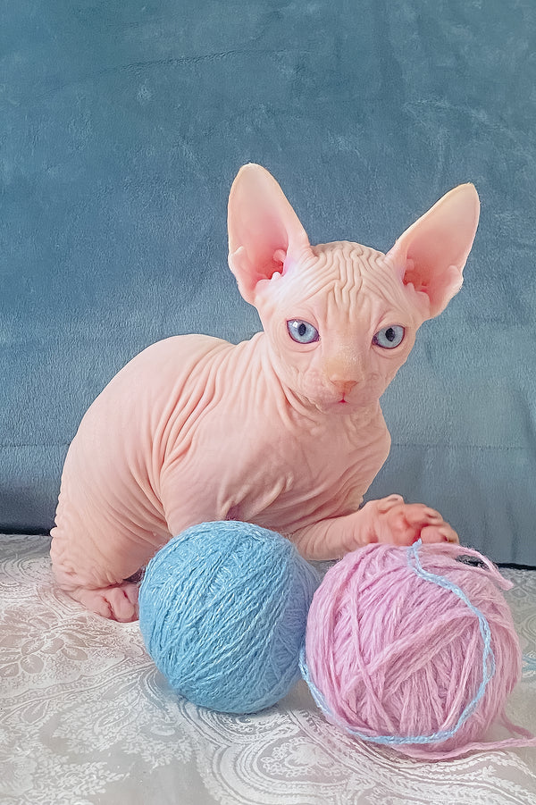 Cream | Canadian Sphynx Kitten