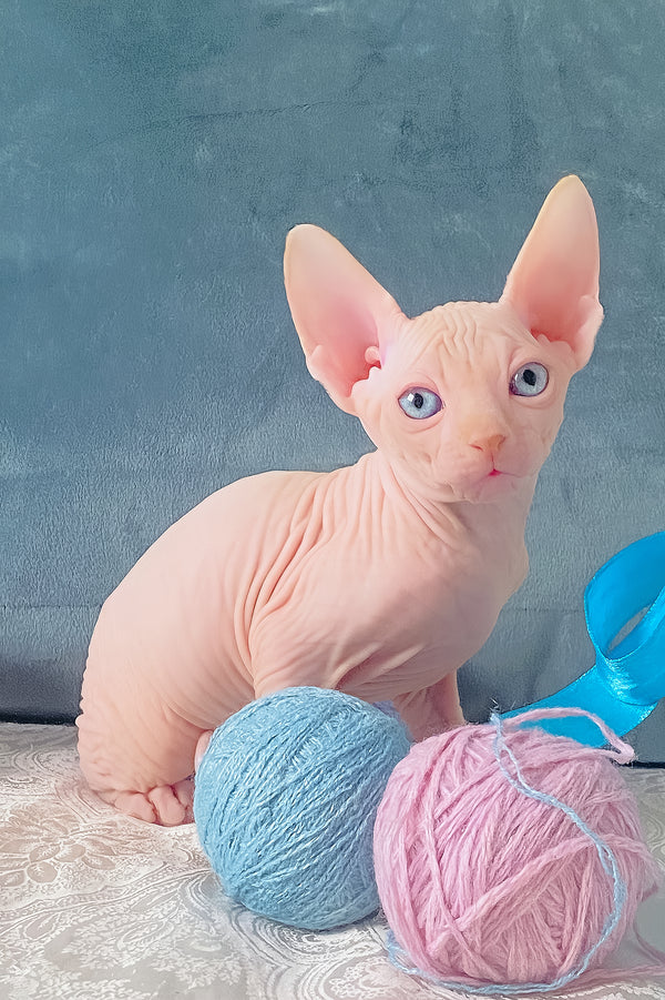 Cream | Canadian Sphynx Kitten