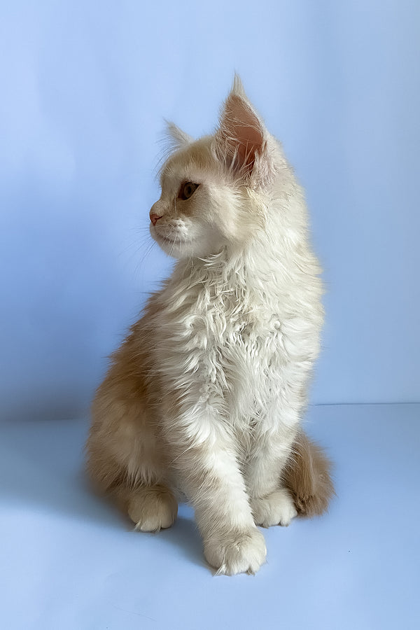Asti | Maine Coon Kitten