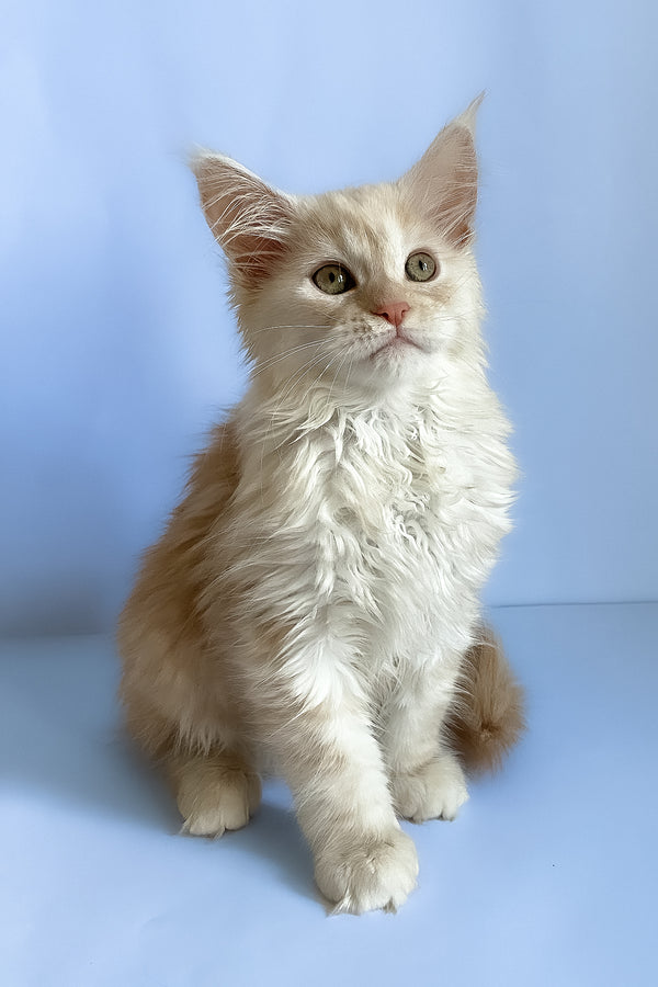 Asti | Maine Coon Kitten