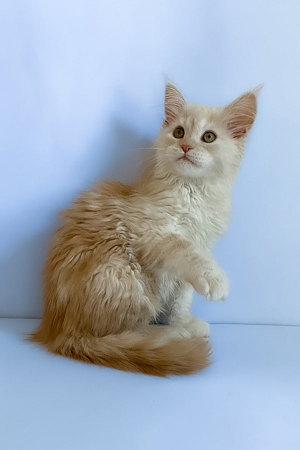 Asti | Maine Coon Kitten