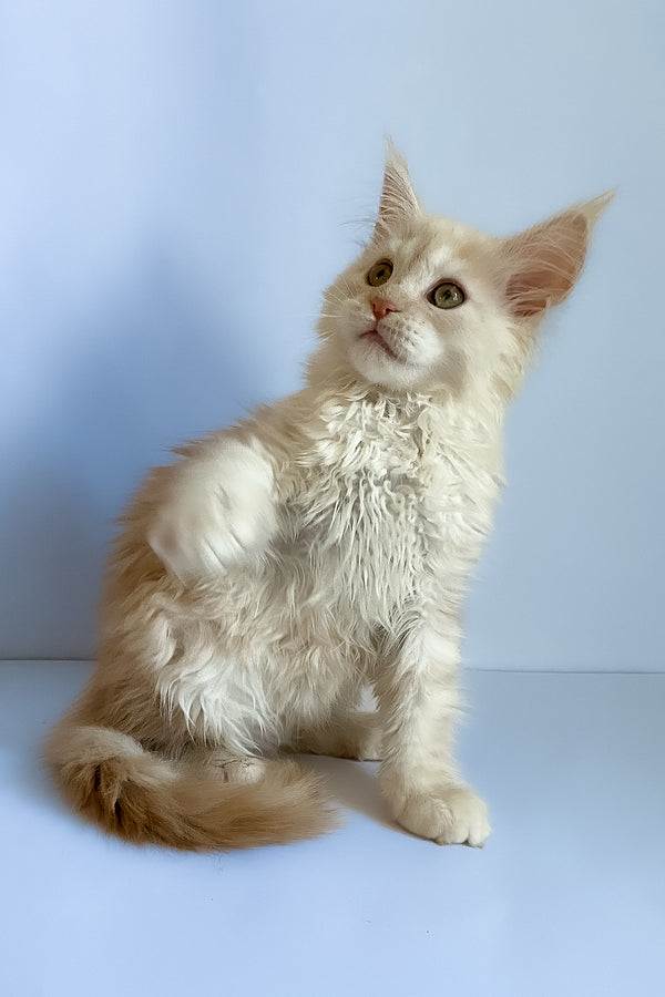Asti | Maine Coon Kitten