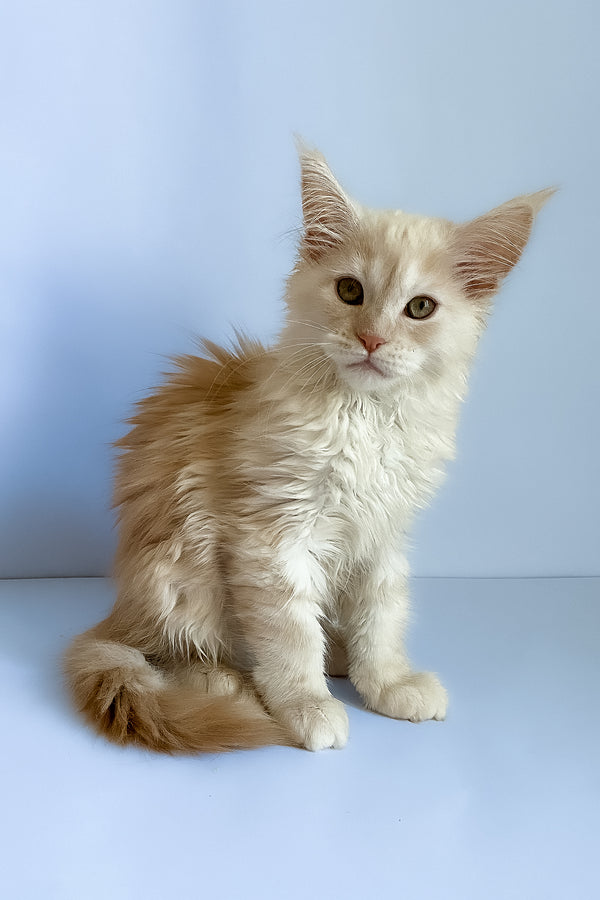 Asti | Maine Coon Kitten