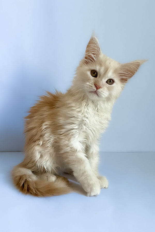 Asti | Maine Coon Kitten