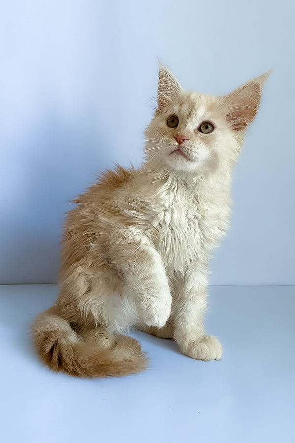 Asti | Maine Coon Kitten