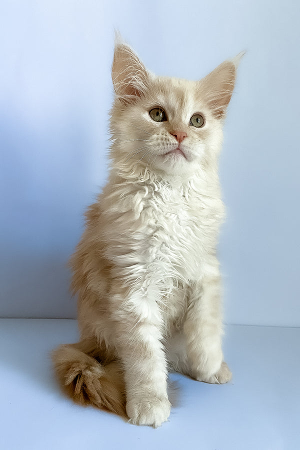 Asti | Maine Coon Kitten