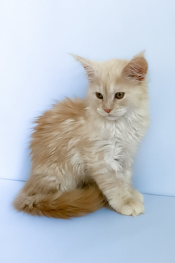 Asti | Maine Coon Kitten