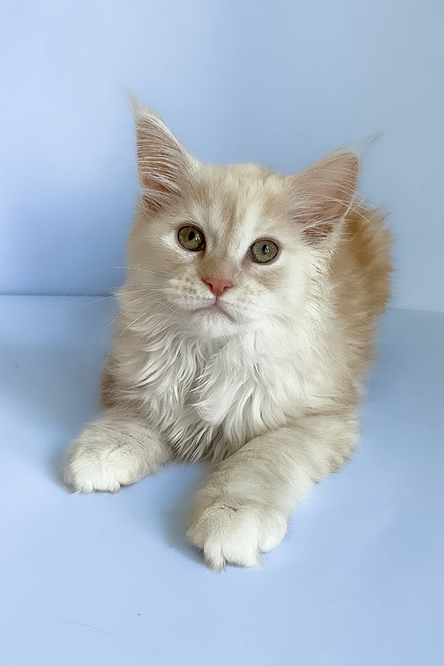 Asti | Maine Coon Kitten