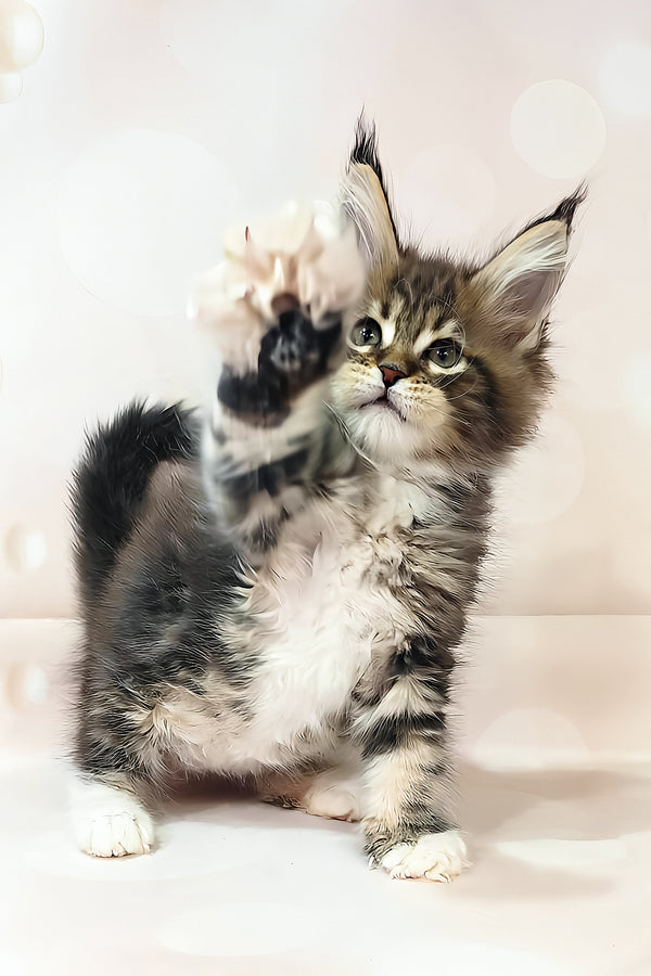 Business | Maine Coon Kitten