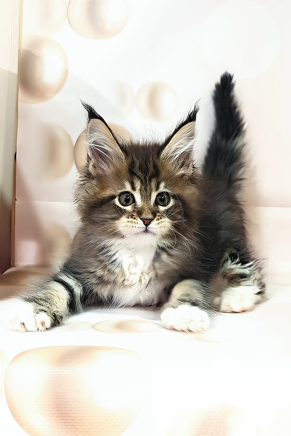 Business | Maine Coon Kitten