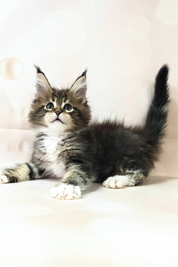 Business | Maine Coon Kitten