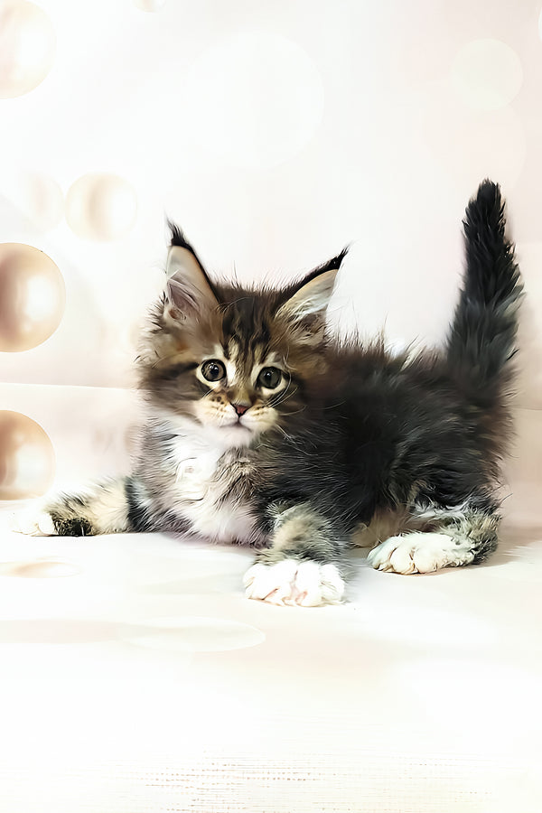 Business | Maine Coon Kitten
