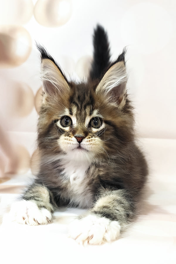 Business | Maine Coon Kitten