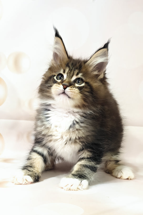 Business | Maine Coon Kitten