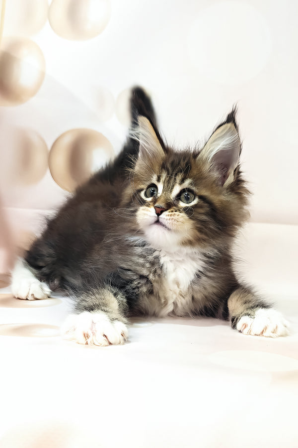 Business | Maine Coon Kitten