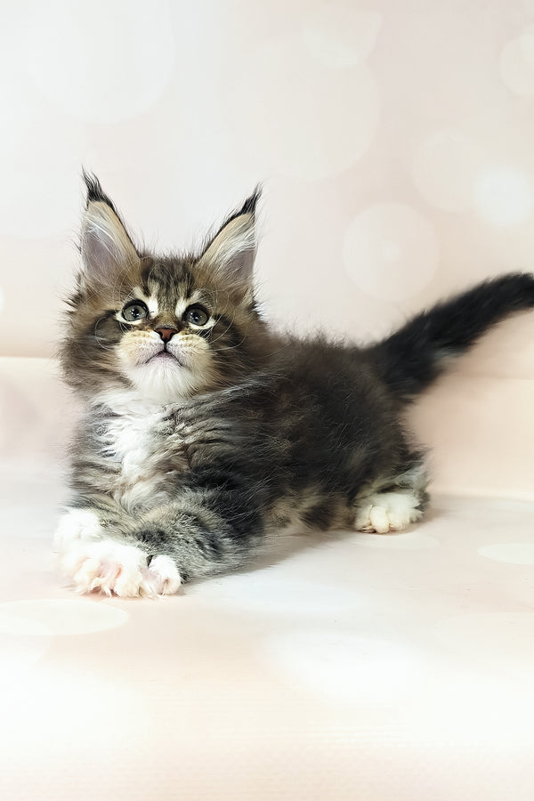Business | Maine Coon Kitten