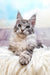 Bingo | Maine Coon Kitten