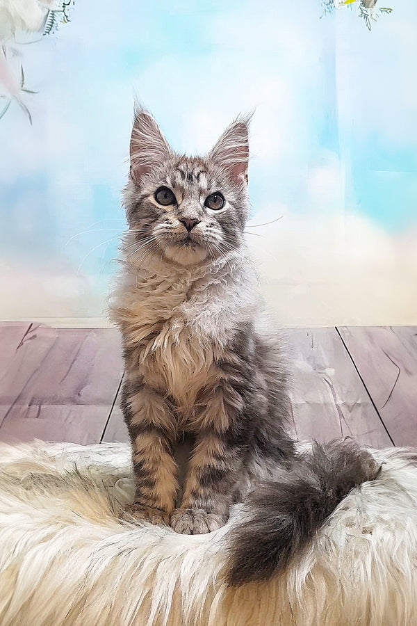 Bingo | Maine Coon Kitten