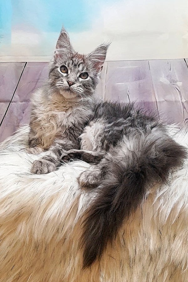 Bingo | Maine Coon Kitten