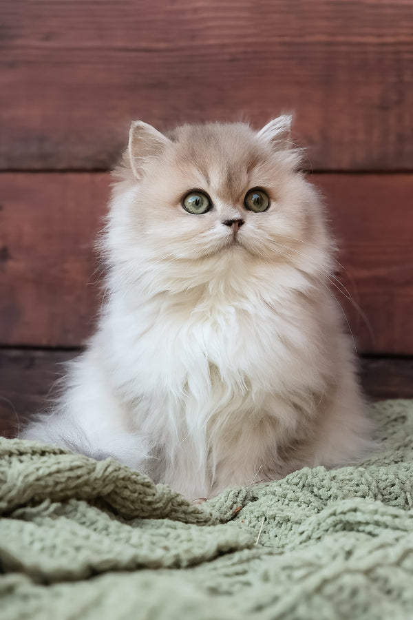 Blossom | British Longhair Kitten