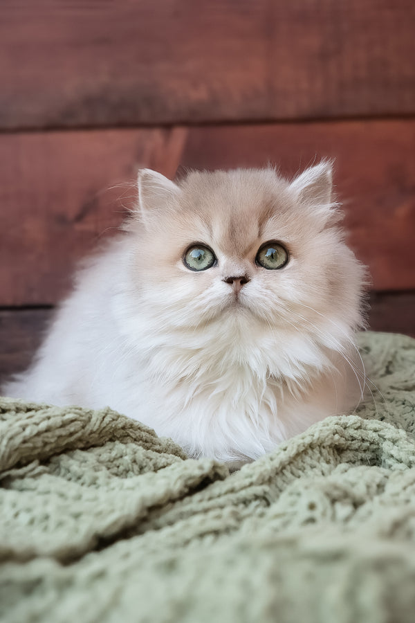 Blossom | British Longhair Kitten