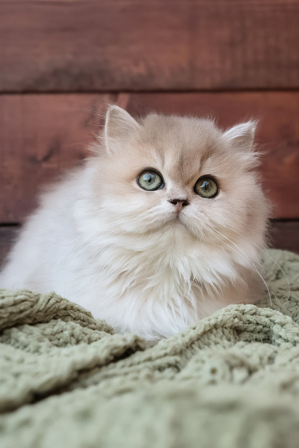 Blossom | British Longhair Kitten