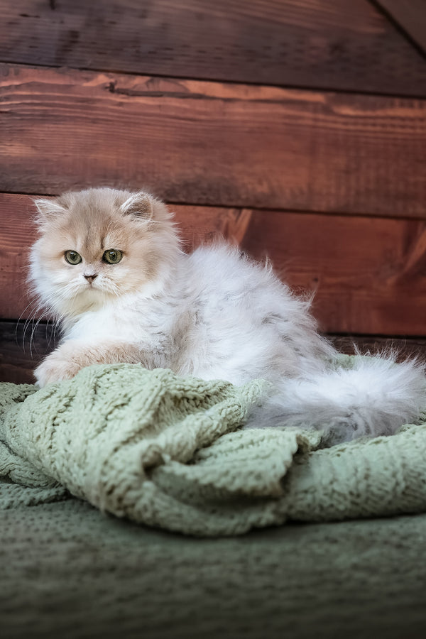 Blossom | British Longhair Kitten