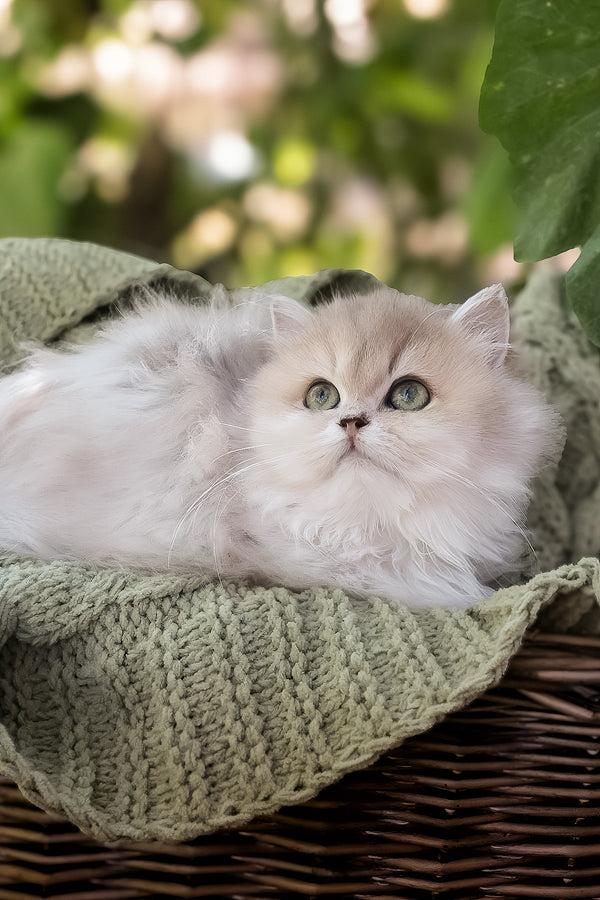 Blossom | British Longhair Kitten