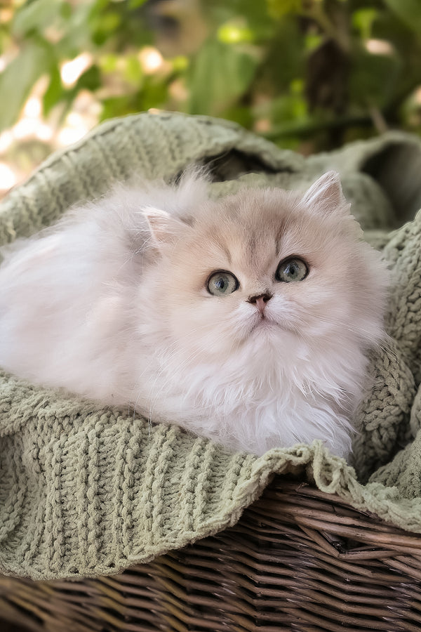 Blossom | British Longhair Kitten