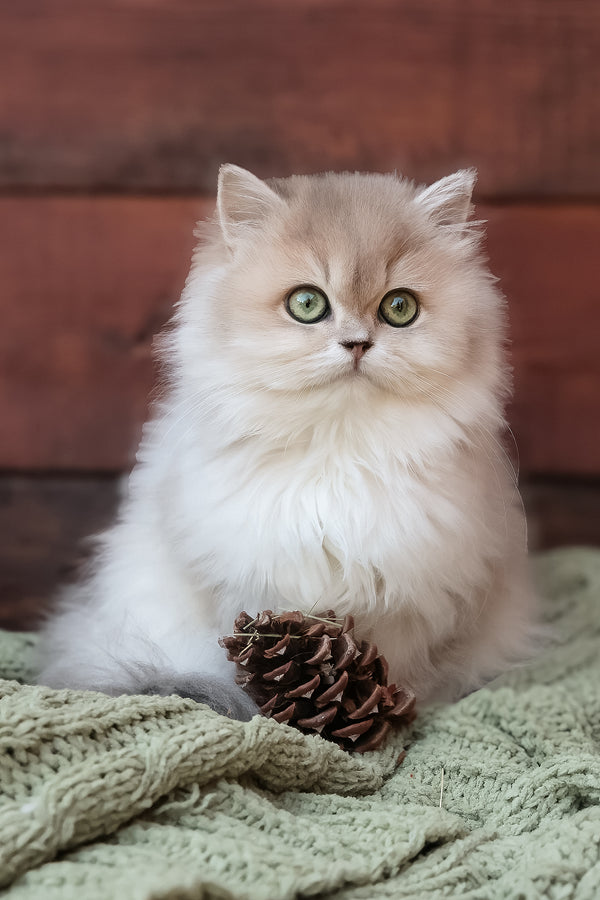 Blossom | British Longhair Kitten