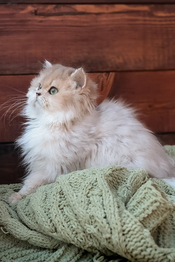 Blossom | British Longhair Kitten