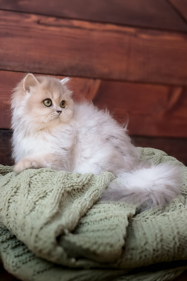 Blossom | British Longhair Kitten