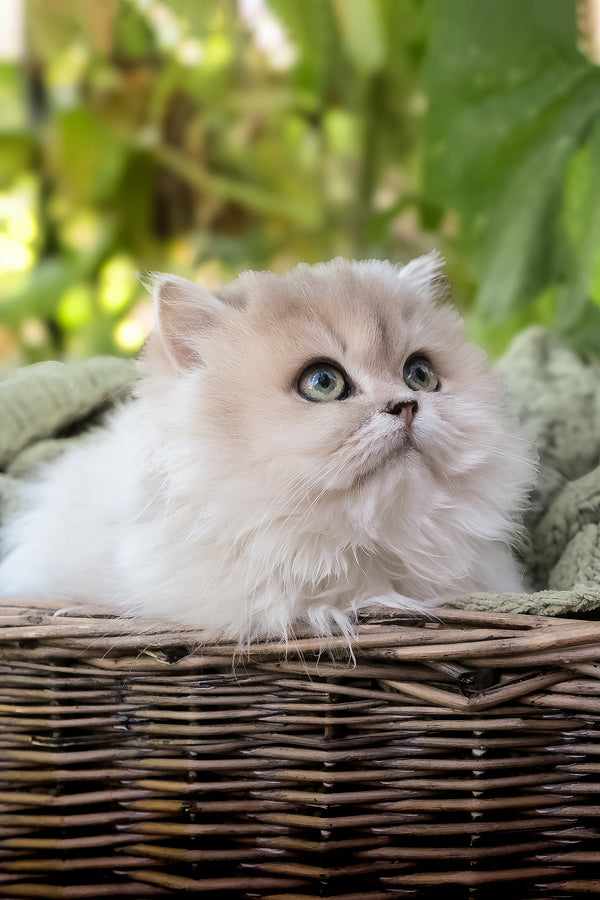 Blossom | British Longhair Kitten