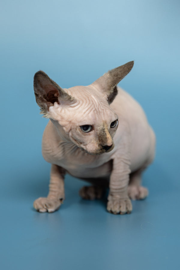Monica | Canadian Sphynx Kitten
