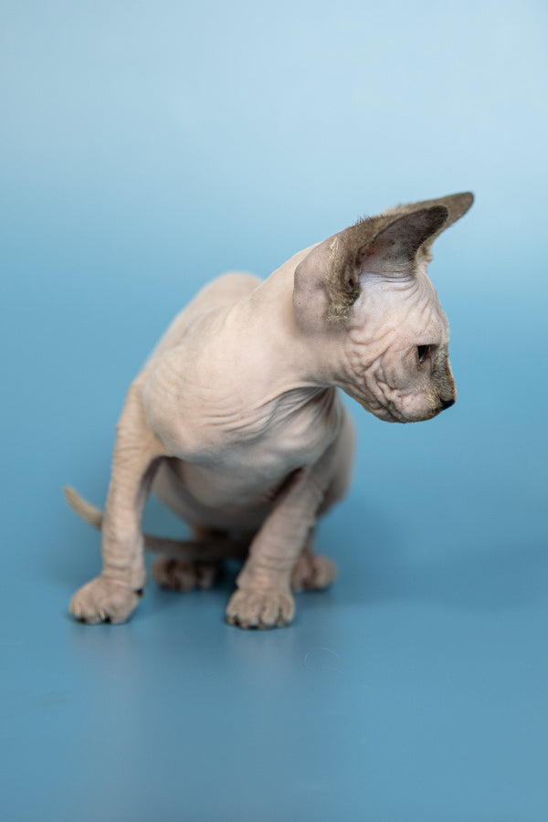 Monica | Canadian Sphynx Kitten