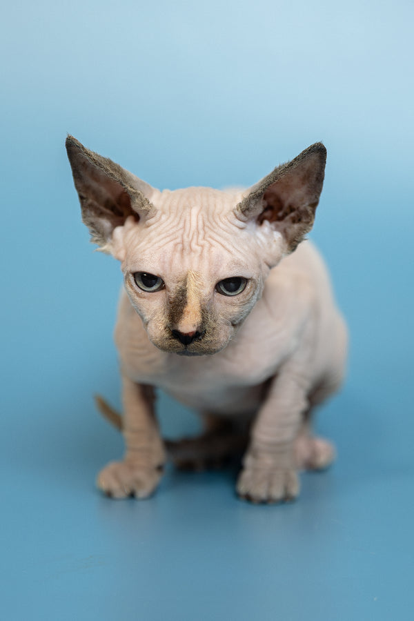 Monica | Canadian Sphynx Kitten