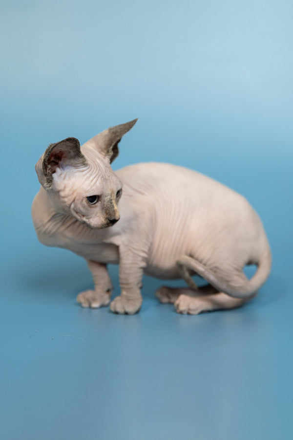 Monica | Canadian Sphynx Kitten