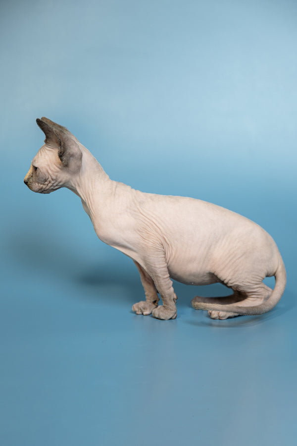 Monica | Canadian Sphynx Kitten