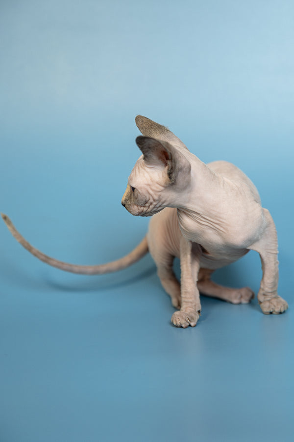 Monica | Canadian Sphynx Kitten