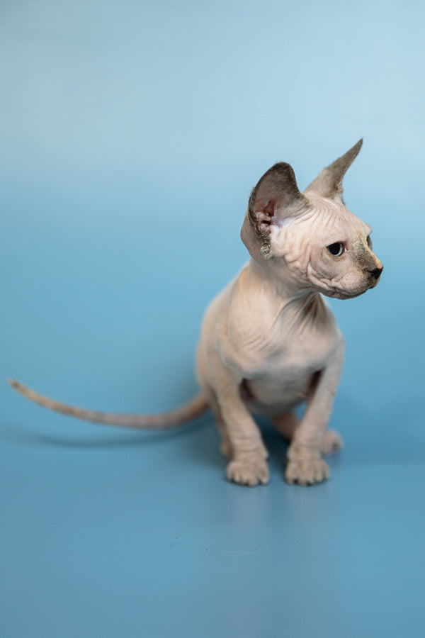 Monica | Canadian Sphynx Kitten