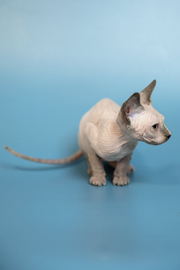 Monica | Canadian Sphynx Kitten