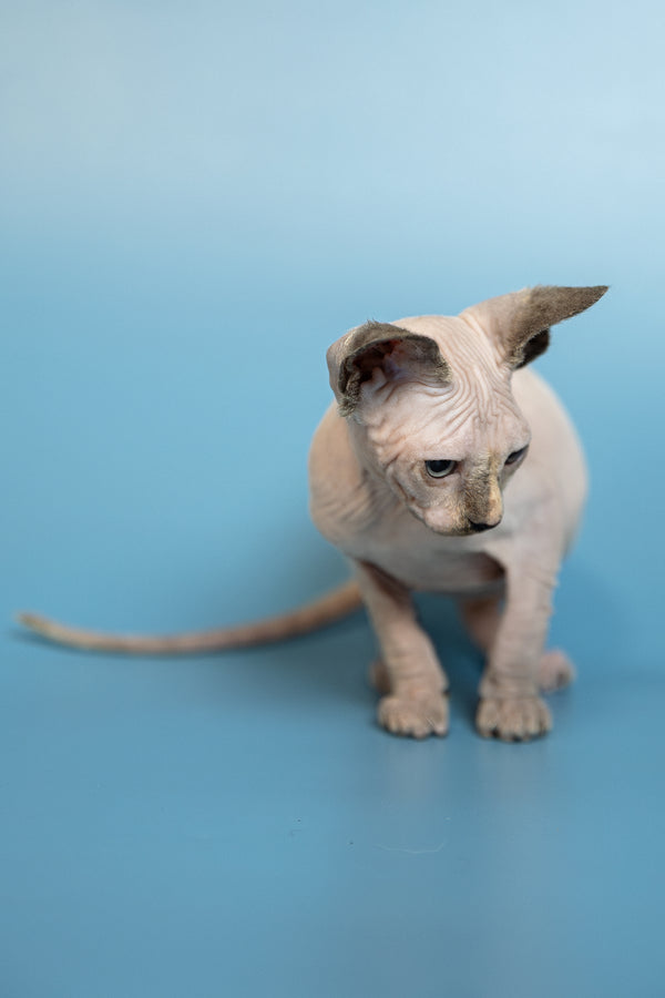 Monica | Canadian Sphynx Kitten