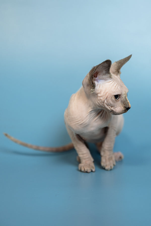 Monica | Canadian Sphynx Kitten