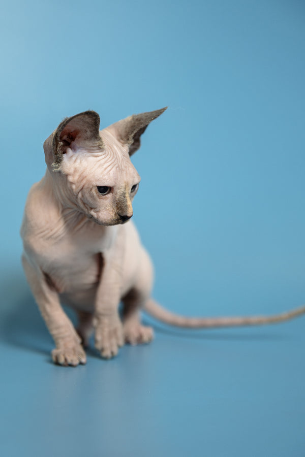 Monica | Canadian Sphynx Kitten